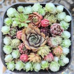 名付き 多肉植物 センペル センペルビウムおまとめセット