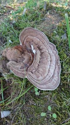 数々の賞を受賞 サルノコシカケ 年代物 極厚 その他