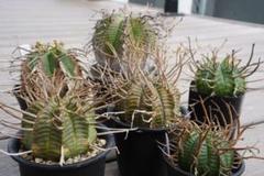 メルカリ便発送☆多肉植物 ユーフォルビア スーパーブラック