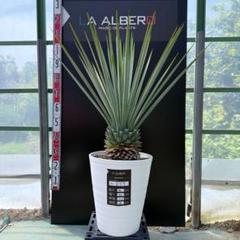 【AL925】ユッカ　リギダ　ブルー個体 AL992】ユッカ リギダ ブルー個体 - メルカリ