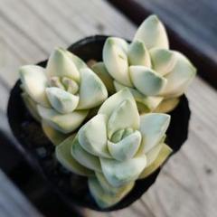 さな　メルカリ便　クラッスラ　ビオレット錦　多肉植物 さな様専用 メルカリ便 クラッスラ ビオレット錦 多肉植物