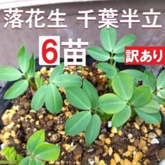 2025年最新】おおまさり苗の人気アイテム - メルカリ
