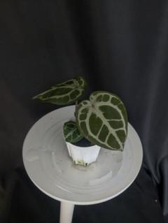 2025年最新】anthurium kosの人気アイテム - メルカリ