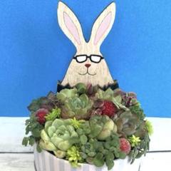 ❤️専用♥多肉植物❤️そのまま飾れる寄せ植え❤️花冠うさぎちゃん❤️ ❤️多肉植物❤️そのまま飾れる寄せ植え~❤️花冠うさぎちゃん♬♬