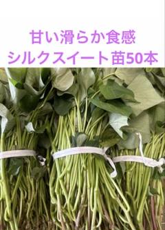 立石農園専用ページ シルクスイート芋苗300本セール今日発送 シルクスイート【登録品種名HE306】（切苗10本1束） - 児湯芝