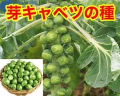 タイの芽キャベツの種 30粒