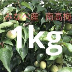 安い 朝取り当日出荷 和歌山みなべ町産 メルカリ - 1kg 青梅 南高梅 フルーツ・果実