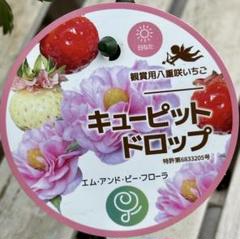かわいやいちご 🅰ya♡*⑅୨୧ | 🍓 思ったより早く いちごの季節が帰って来たと