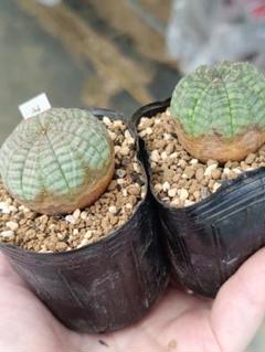 ユーフォルビア　オベサ　雄雌セット　2株セット　 実生　サボテン　鉢付き 楽天市場】（多肉植物）ユーフォルビア オベサ 雌株 2．5〜3