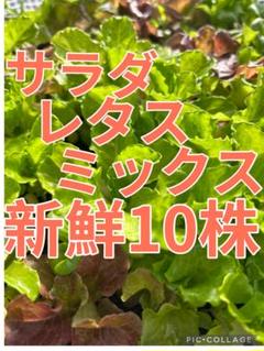 サラダレタスミックス苗 10株のサムネイル