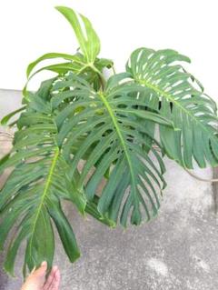 モンステラ　デリシオーサ　8号鉢つき　2株植え❗深穴あき❗大型種❗ モンステラ デリシオーサ 8号鉢つき 2株植え❗深穴あき❗大型種