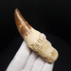 歯根付き モササウルス 化石 歯 本物 モロッコ産93.01mm mos141 楽天市場】【送料無料】【モササウルス/化石/歯/恐竜】特大 歯根