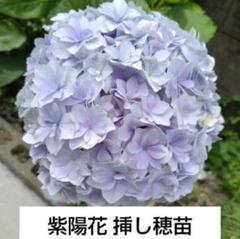 輸入紫陽花苗　とても美しいルビーチョコレート♪出ました‼️ネコポス発送 紫陽花 2種類の挿し穂 3本 ネコポス発送 - メルカリ
