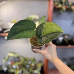 69 スキンダプサス ガラワ Garawa 超レア品種 タイより輸入 根