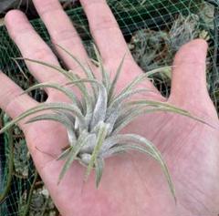 Tillandsia Pachara Predator 速達発送 Tillandsia Pachara Predator - メルカリ