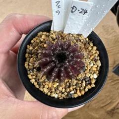 レア！メニネンシスV.ルブラ×ペクチニフェラ錦 実生 鉢植えメルカリ便送料込み レア！メニネンシスV.ルブラ×ペクチニフェラ錦 実生 鉢植え