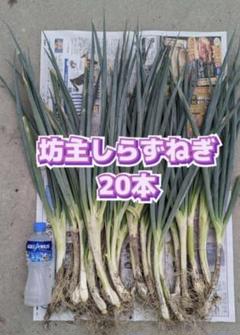 2025年最新】坊主知らず ネギの人気アイテム - メルカリ