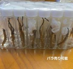珍品！　冬虫夏草　セミ　昆虫標本　漢方　鉱物　隕石　呪物　根付　出土　人体標本 珍品！ 冬虫夏草 セミ 昆虫標本 漢方 鉱物 隕石 呪物 根付 出土