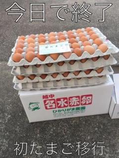 160個 若たまご たまご掛けご飯用 生2週間 加熱1カ月 目玉焼き