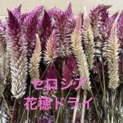 セロシア'野げいとう、花穂ドライ90本のサムネイル