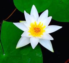 2025年最新】水蓮の花びらの人気アイテム - メルカリ
