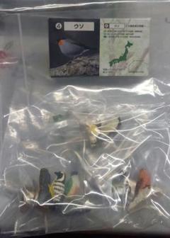彩色済　カバヤ「日本の小鳥」シリーズ　41体コンプリート 7107upknWIL._UF350,350_QL80_.jpg