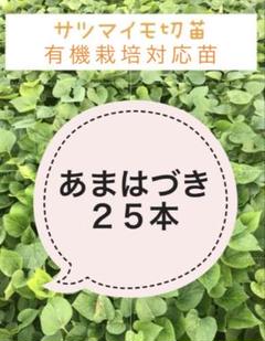 2025年最新】ハロウィンスイート苗の人気アイテム - メルカリ