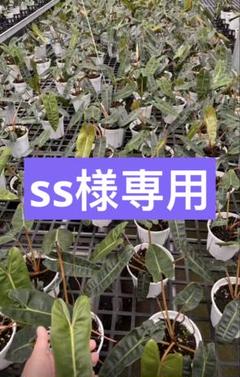 【めるこ】ベイチー、ルクスリアンス✖️レガレ速達 ss様専用】速達 - メルカリ
