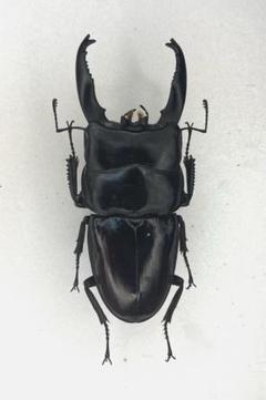 超特大アルキデスヒラタクワガタ97ミリ 超特大アルキデスヒラタクワガタ97ミリ - メルカリ