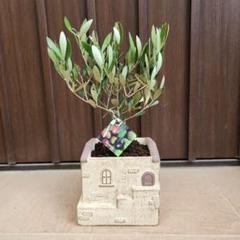 Souju 　創樹　オリーブの木　ミッション　テラコッタ鉢植え　苗 souju 創樹 オリーブ ミッション 可愛いお家型テラコッタ鉢植え