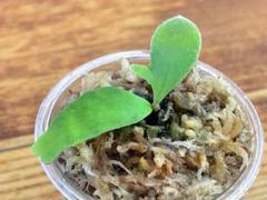 ラスト2つ P.veitchii か ビカクシダ 胞子 P.Veitchii［Limited species ]second edition 胞子葉の分岐も