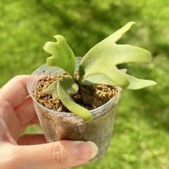 専用！メルカリ便！P. willinckii ’Jenny’ TC 1612 ビカクシダ P.willinckii 'Jenny' TC From Yuan - メルカリ