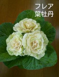 フレア:葉牡丹 1株 根付苗 アイボリー 冬花 苗木 庭木 葉ぼたん ハボタン