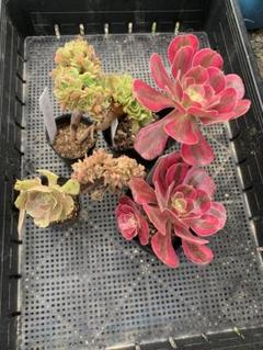 多肉植物　アエオニウム　油絵の少女　綴化　大苗 多肉植物 アエオニウム 油絵の少女 綴化 大苗 - メルカリ