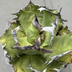 アガベ チタノタ 白亜 子株付き N PLANTS産 ブツブツ スタッズ アガベ チタノタ 白亜 子株付き N PLANTS産 ブツブツ スタッズ
