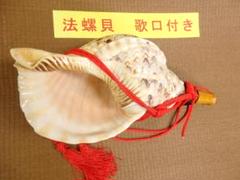 法螺貝 約35㎝ 木製歌口付　新品　 MH-418 法螺貝 約35㎝ 木製歌口付新品 MH-418