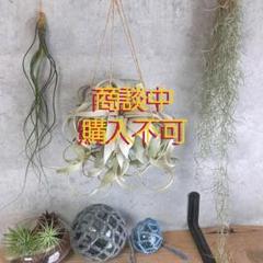 超絶希少❗️超特大サイズ❗️エアプランツの王様❗️キセログラフィカ　ロングリーフ✨ 超希少❗️エアプランツの王様❗️美株❗️キセログラフィカ