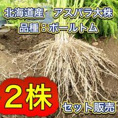 北海道産 アスパラガス 苗 株 ポールトム 1.5年培養苗／2株