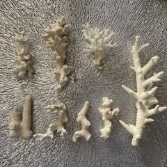 珊瑚サンゴ　8点セット　サイパン
