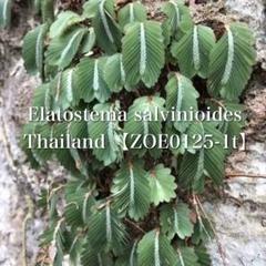 【やちょちょ】Elatostema salvinioides 10株 人気小型植物 Elatostema salvinioides エラトステマ - メルカリ