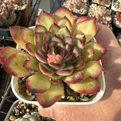 大人気高評価 MQ-51 多肉植物 エケベリア「花団錦」 大苗 土付き