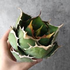 j*u様 F11384★オークション販売★イラン産 アガベ チタノタドラゴンクロ Yahoo!オークション - アガベ チタノタ ドラゴンクロー dragon