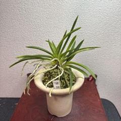 富貴蘭　島根県産　紅花大株立ち　花芽付き Yahoo!オークション -「富貴蘭 大株」の落札相場・落札価格