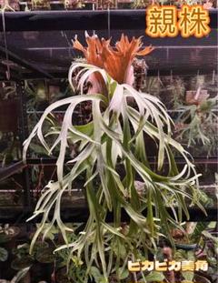 ビカクシダ P.Snow Moon Sporeling 01 P.AR × P.willnckii Snow Moon Sporelings 【artPLANTs/PLANTS