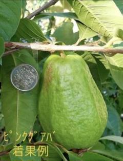 グァバ　ピンクグアバ　実生3年生苗木　熱帯果樹　観葉植物　３本セット 000000052836-01-m.jpg?t=