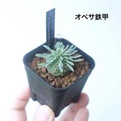 オベサ鉄甲 | mana's green:塊根植物販売|マナズグリーン