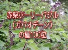 赤柴ホーリーバジル ガパオデーン の種100粒