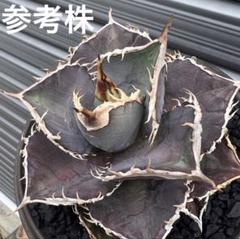 い*ち様 アガベ　緋紅牡丹 agave 緋紅牡丹アガベ激レアピンク個体