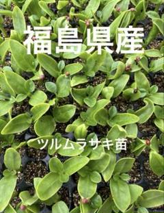 2025年最新】つるむらさき 野菜の人気アイテム - メルカリ