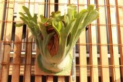 ビカクシダの女王 ワンダエ　Platycerium wandae⑦大きめ大迫力 ビカクシダの女王 ワンダエ Platycerium wandae⑦大きめ大迫力